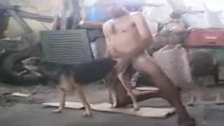 Койчунун эшегине тийет