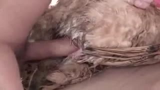 Hayvonot bog'ida tovuq bilan jinsiy aloqada bo'lgan qo'shni