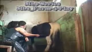 Мисс айбанчылык ат короз менен кискага батат