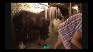 Жылқысы бар адам есекке түседі. Хайуанаттар бағының сексінің жаңалығы