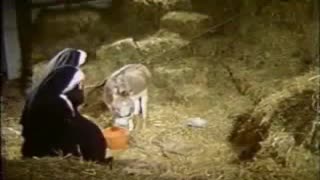 Somonxonada ikki rus rohibasi ot bilan jinsiy aloqa qilishdi