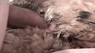 Әйелі азғын күйеуінің диванда тауықты сиқытып жатқанын көреді