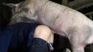 Догги стиліндегі позада шарларындағы сақинасы бар хайуандықты қабан қағып алады